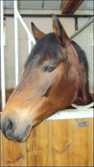 Quelle partie du corps ne fait pas partie de la tte ?
