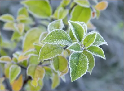 Quand sont les saints de glace ?