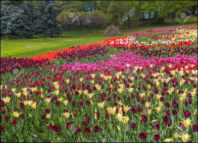 Quelle fleur offre-t-on le 1er mai ?