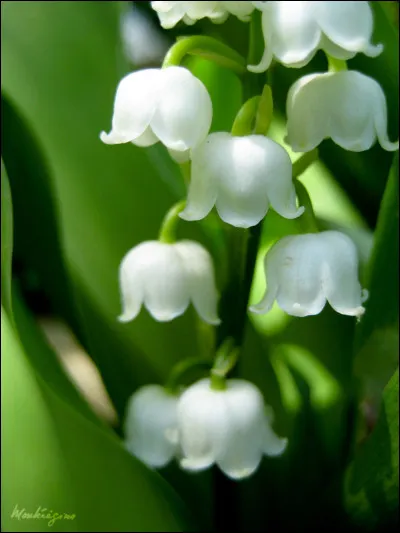 Combien faut-il de brins pour qu'il porte bonheur ?
