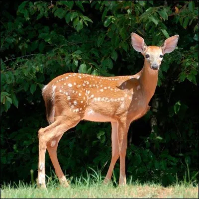 Quel est cet animal ?