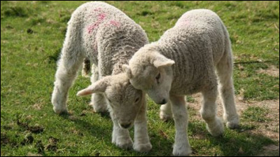 Comment appelle-t-on le petit de la brebis ?