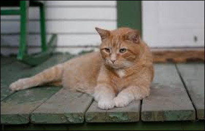 J'ai menti à tout le monde. J'ai trahi mon clan, mon statut, ma famille et tout ce en quoi je croyais. Heureusement, j'ai eu la chance d'être pardonnée et mes petits sont de braves guerriers.