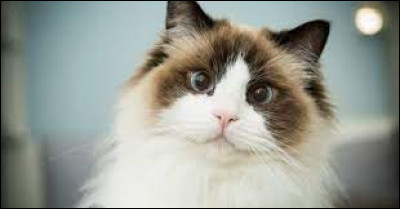 Je suis tombé amoureux.se de l'un des chats parmi les plus justes, sages et loyaux que la forêt ait jamais accueillis.