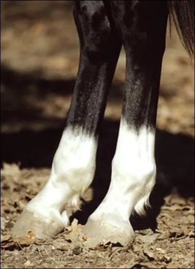 Certains chevaux ont des taches blanches à des endroits, quel est le nom de tache qui n'existe pas ?