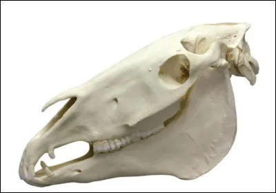 Chez les mâles, on retrouve 4 dents de plus que les femelles, lesquelles ?