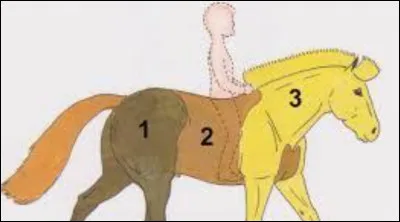 Un cheval est composé de 3 parties, laquelle n'existe pas ?