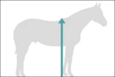 À partir de quelle taille considére-t-on qu'un cheval a une "taille cheval" ?