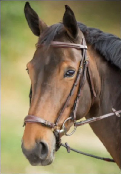 Une seule de ces muserolles n'existe pas, laquelle ?