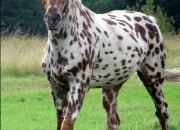 Quiz Galop 5, rvision