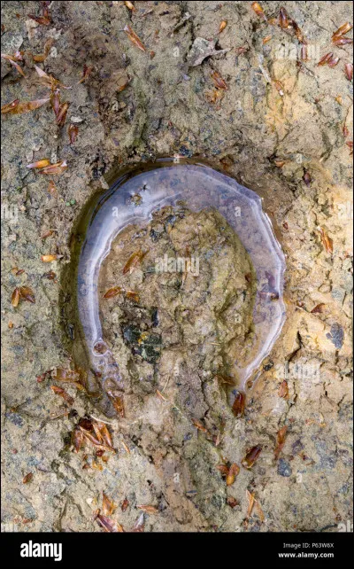 Qu'est-ce qu'un cheval qui se juge ?