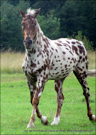 Quelle est la panachure de ce cheval ?