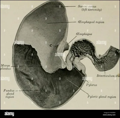 Quel est le chemin du bol alimentaire du cheval ?