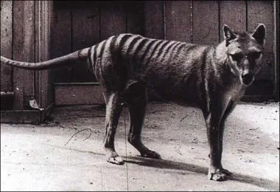 C'tait un marsupial carnivore, les petits passaient les...