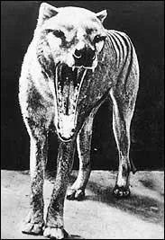 Sa mchoire pouvait s'ouvrir ...