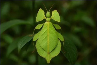 Cette image te fais peur ?