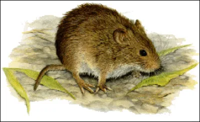 Tu as réussi à attraper un gros campagnol dodu  ! Mais soudain, tu entends venir un feulement vers une frontière. Que fais-tu ?