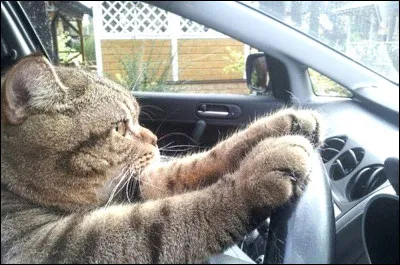 Comment appelle-t-on un chat tout-terrain ?