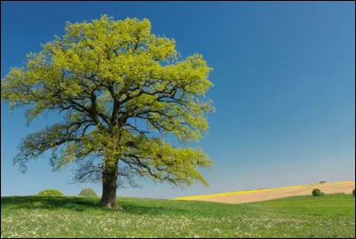 Quel est le gâteau préféré des arbres ?