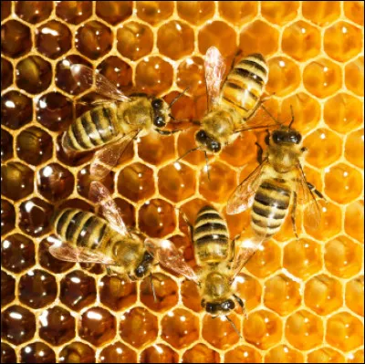 Pourquoi les abeilles ne font-elles plus de miel ?