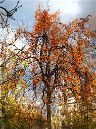 Quel est le fruit du plaqueminier ?