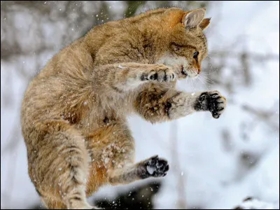 Tu deviens apprenti et tu dois choisir ton mentor, qui choisis-tu ?