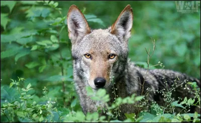 Imaginons que tu veuilles être en couple ; comment t'y prendrais-tu pour le/la conquérir ?