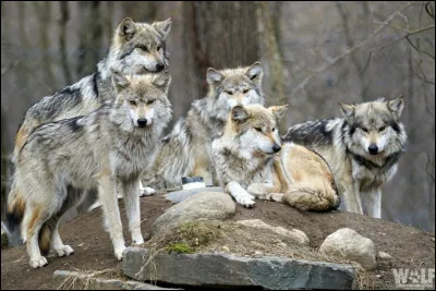 Quel sport préfères-tu ?