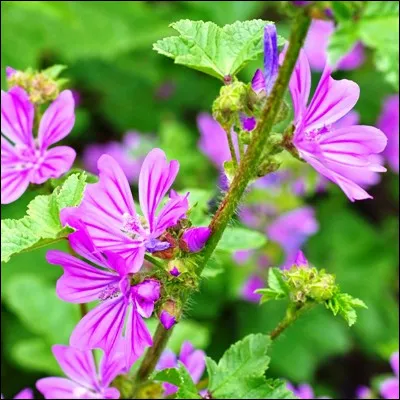 Quelle fleur poss&eacute;dant un limbe mou, cuisin&eacute;e dans le bassin m&eacute;diterran&eacute;en, a des capacit&eacute;s laxatives et antispasmodiques ?