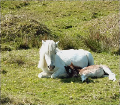 Que voulait dire suisserie ?