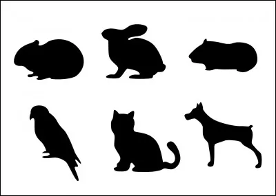 Tous ces animaux en mode ombres chinoises sont dits de compagnie.