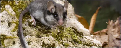 Quel est cet animal ?