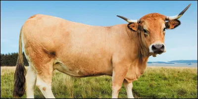 Quel est cet animal ?