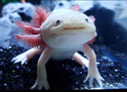 Quiz Sais-tu ce qu'est un axolotl ?