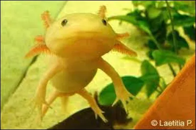 Quelle est la température idéale pour un axolotl ?