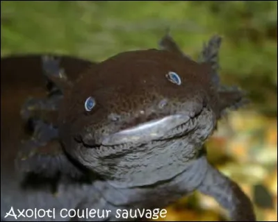 À quel âge la maturité sexuelle d'un axolotl est-elle atteinte ?