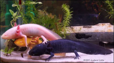 L'axolotl est dans quelle catégorie d'animaux ?
