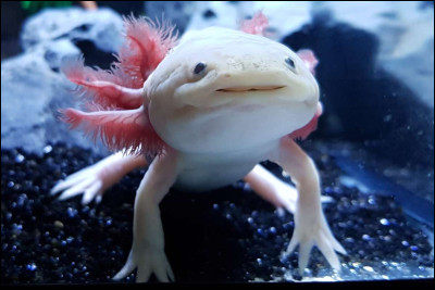Pourquoi les axolotls redeviennent-ils "connus" ?