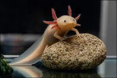 Dans quel pays trouve-t-on les axolotls ?