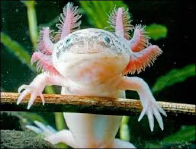 Que fait un axolotl en cas de danger ?