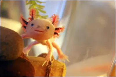 Que mange un axolotl ?