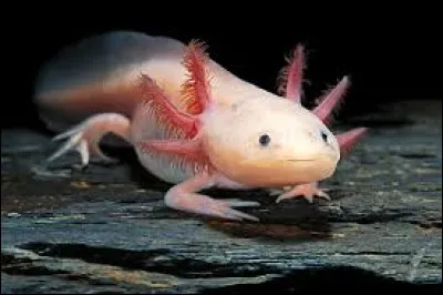 Quel est le plus grand avantage des axolotls ?