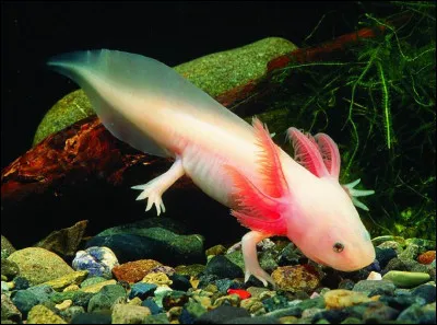 Quelle est la taille moyenne des axolotls ?