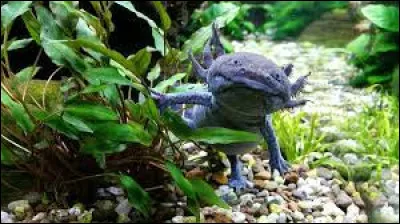 À quel âge finissent-ils leur croissance ?