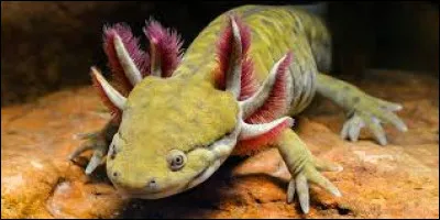 Quelle est la taille minimale d'un aquarium pour axolotl ?