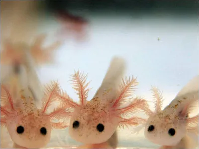 Quelle est la moyenne d'ufs pondus par l'axolotl femelle ?