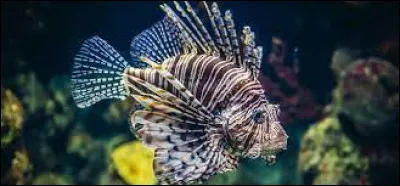 Comment appelle-t-on également la rascasse volante ?