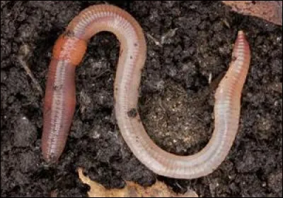 On poursuit avec un point qui en a fait chuter plus d'un, sur ce ver de terre, où qu'elle est la tête ?