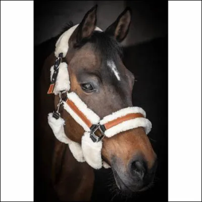 Quelles sont les parties du licol ? Il y a une réponse bonne, et deux autres mauvaises.