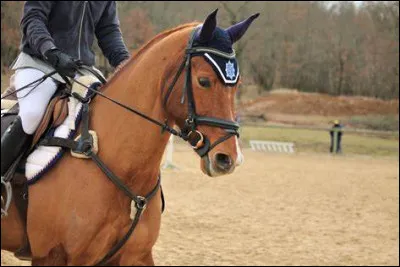 Quelles sont les trois parties du corps du cheval ?